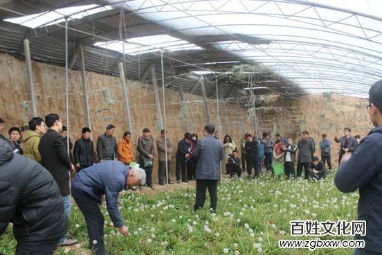河北磁縣舉辦“慶兩會,、送技術(shù)”蒲公英專題培訓(xùn)會