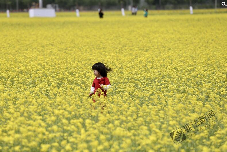 出游新選擇,！順義油菜花海美如畫(huà)
