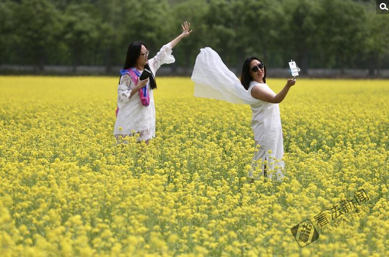 出游新選擇！順義油菜花海美如畫(huà)