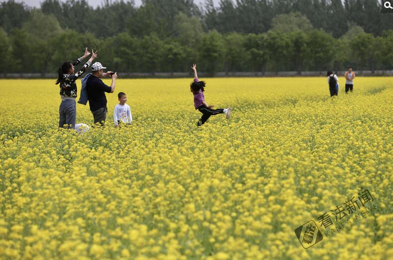 出游新選擇,！順義油菜花海美如畫(huà)