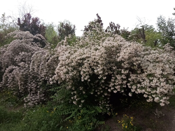 初夏時(shí)光——猬實(shí)花開照眼明