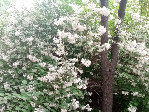 初夏時(shí)光——猬實(shí)花開照眼明