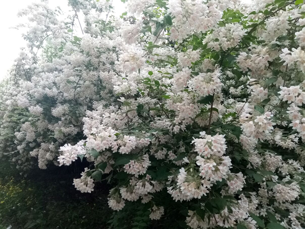 初夏時(shí)光——猬實(shí)花開照眼明
