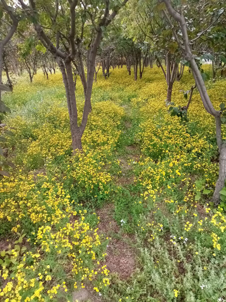 初夏時(shí)光——猬實(shí)花開照眼明