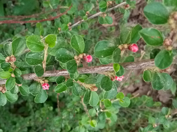 初夏時(shí)光——猬實(shí)花開照眼明