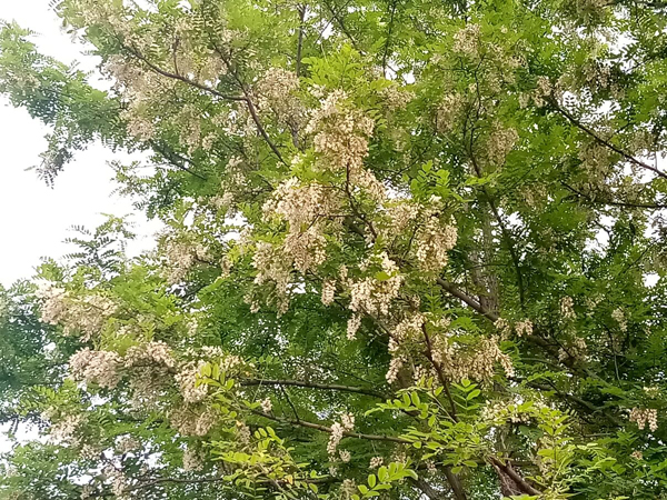 初夏時(shí)光——猬實(shí)花開照眼明