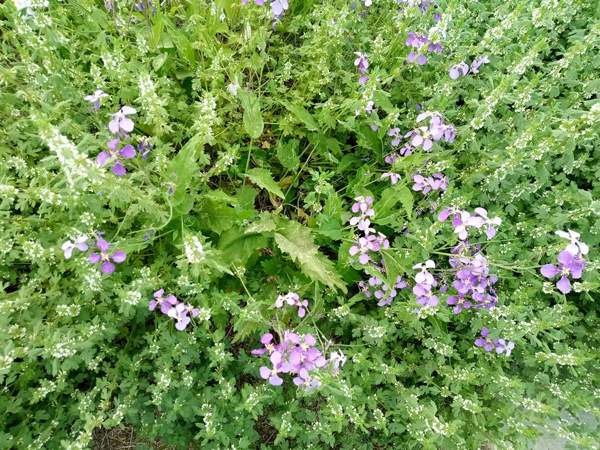 初夏時(shí)光——猬實(shí)花開照眼明