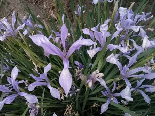 初夏時(shí)光——猬實(shí)花開照眼明