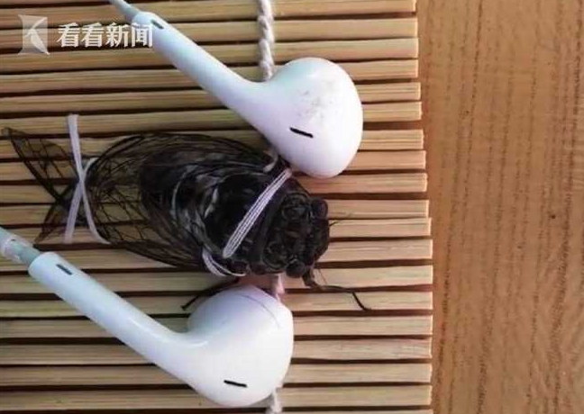 蟬鳴不斷擾清夢(mèng) 女子突發(fā)奇想給蟬帶上了耳機(jī)