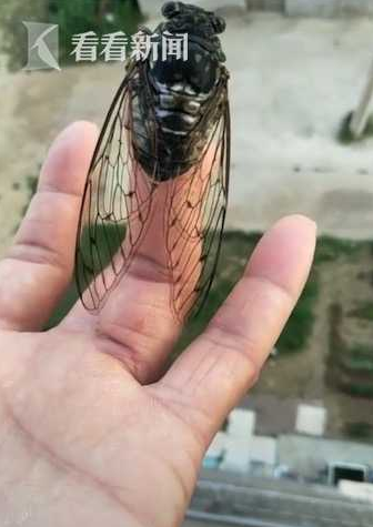 蟬鳴不斷擾清夢(mèng) 女子突發(fā)奇想給蟬帶上了耳機(jī)