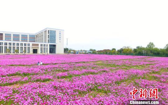 壯觀,、粉色浪漫花海 