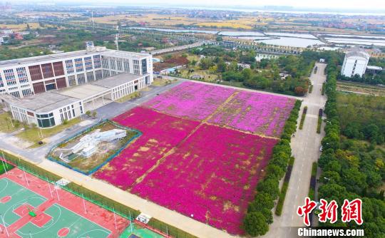 壯觀,、粉色浪漫花海 