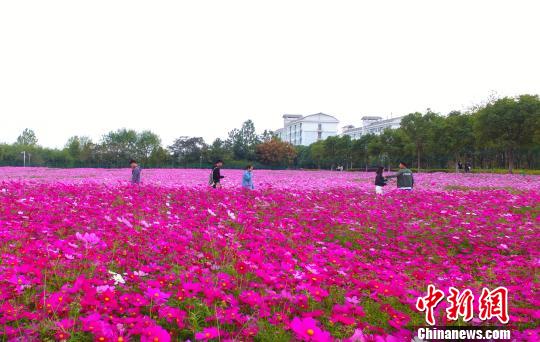 壯觀,、粉色浪漫花海 
