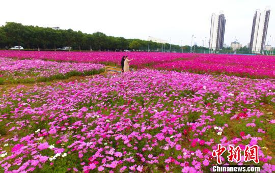 壯觀,、粉色浪漫花海 