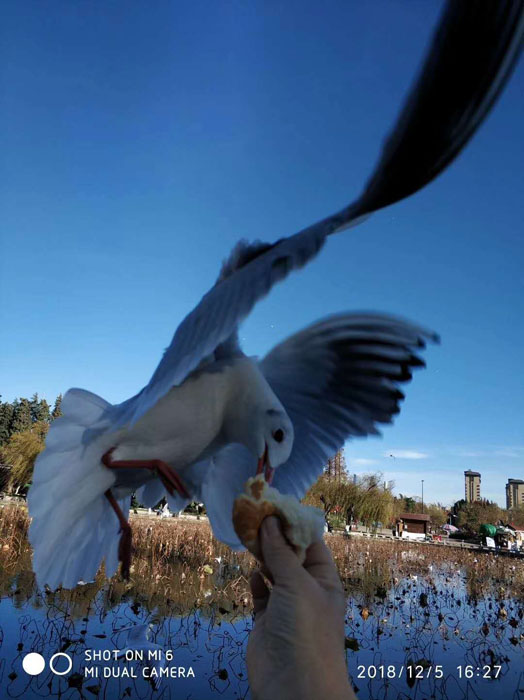 云南昆明大觀公園的海鷗——任彤手機(jī)拍圖
