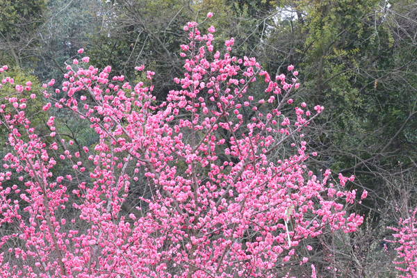 成都植物園春來早 賞花時(shí)正好