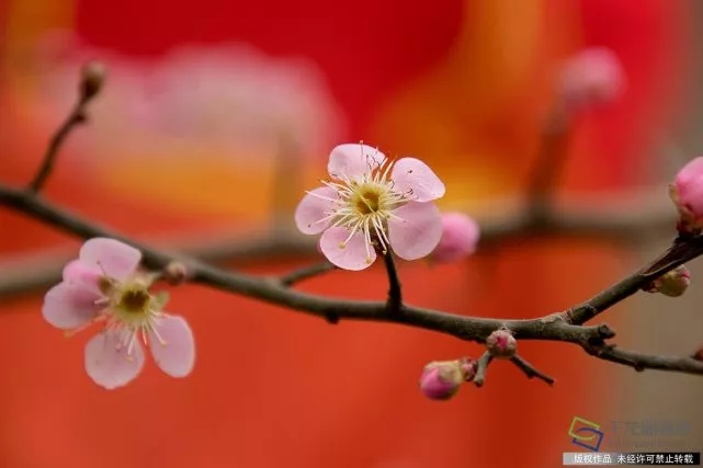 春天來了,！京城六大賞梅地芬芳你的初春