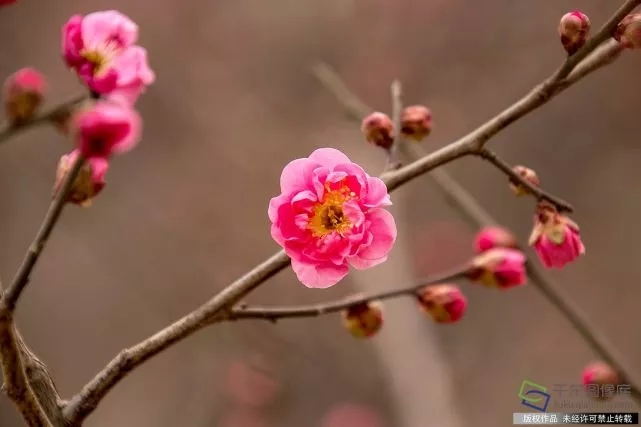 春天來了,！京城六大賞梅地芬芳你的初春