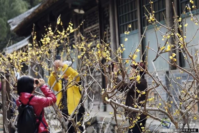 春天來了！京城六大賞梅地芬芳你的初春