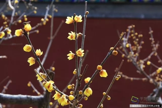 春天來了！京城六大賞梅地芬芳你的初春