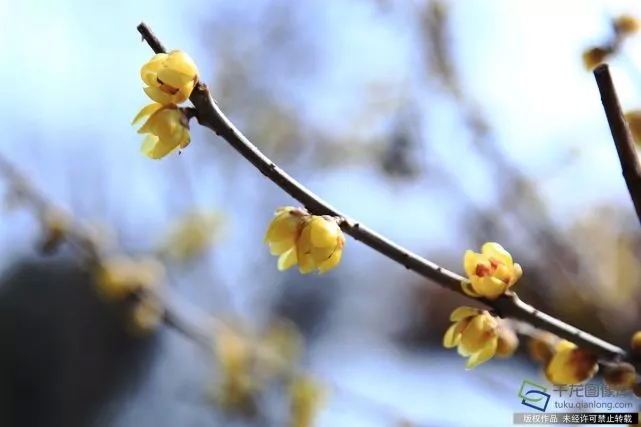 春天來了,！京城六大賞梅地芬芳你的初春