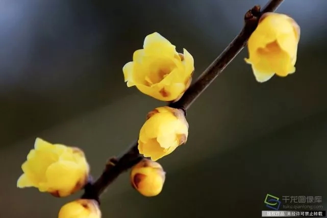 春天來了,！京城六大賞梅地芬芳你的初春