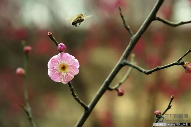 春天來了,！京城六大賞梅地芬芳你的初春