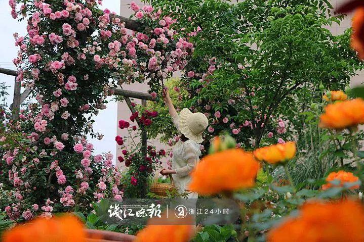 羨慕,!他為妻子打造500多種植物花園,,只為結(jié)婚時一個許諾!