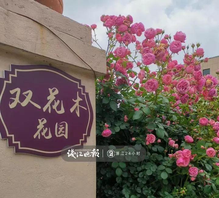 羨慕,!他為妻子打造500多種植物花園,只為結(jié)婚時一個許諾,!