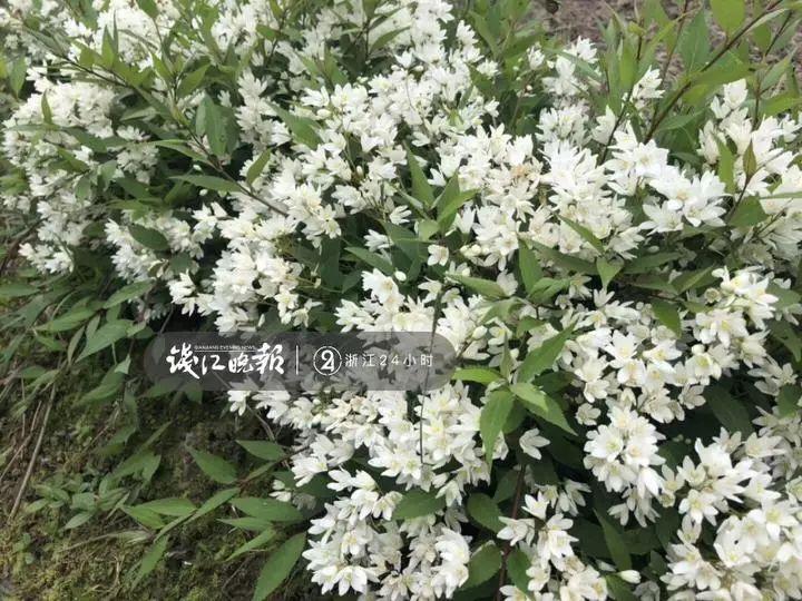 羨慕,!他為妻子打造500多種植物花園,,只為結(jié)婚時一個許諾!