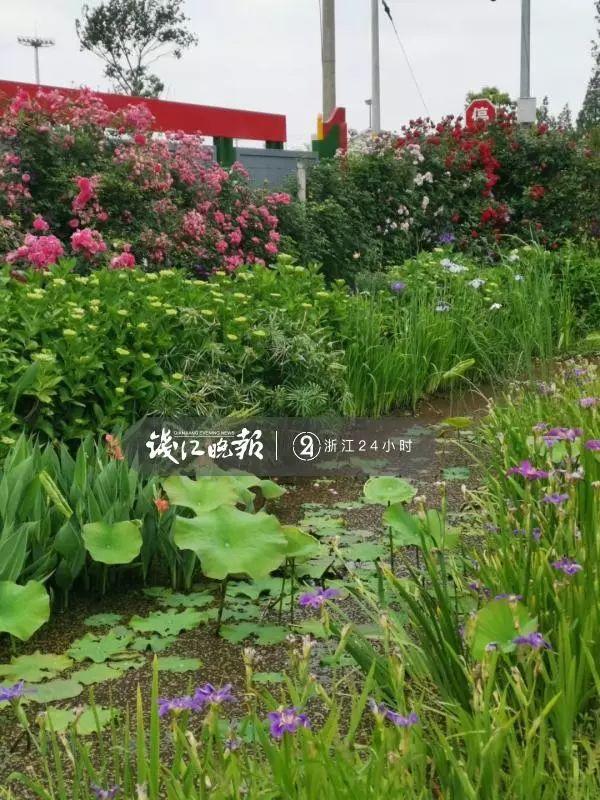 羨慕,!他為妻子打造500多種植物花園,,只為結(jié)婚時一個許諾!