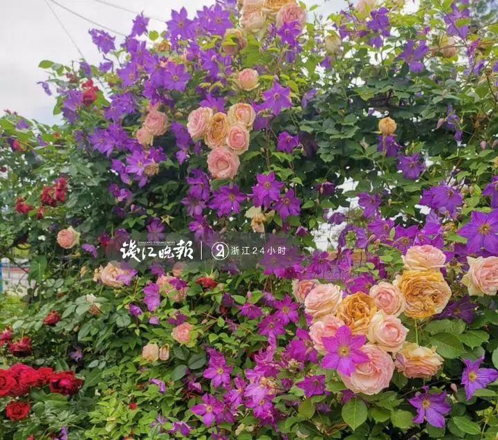 羨慕,!他為妻子打造500多種植物花園,,只為結(jié)婚時一個許諾!