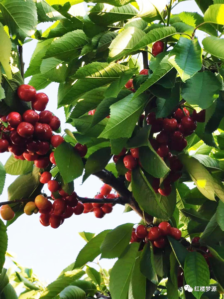 2019紅樓夢(mèng)源吟詩(shī)節(jié)開(kāi)幕式暨紀(jì)念曹雪芹誕辰305年櫻桃宴在海淀溫泉白家疃黛玉櫻桃園舉辦