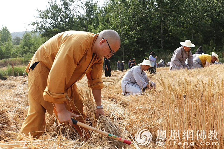 又是一年豐收季!嵩山少林寺僧眾揮鐮收割小麥