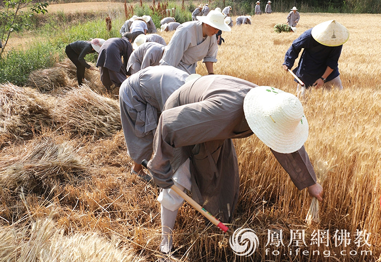 又是一年豐收季!嵩山少林寺僧眾揮鐮收割小麥