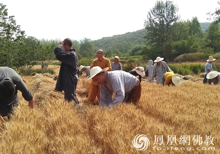 又是一年豐收季,!嵩山少林寺僧眾揮鐮收割小麥