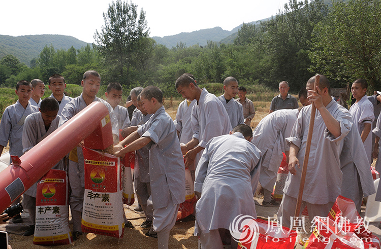 又是一年豐收季!嵩山少林寺僧眾揮鐮收割小麥