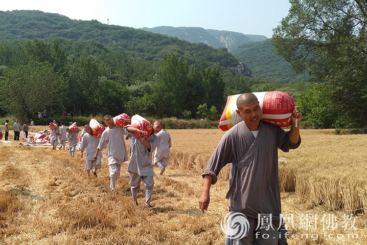 又是一年豐收季,!嵩山少林寺僧眾揮鐮收割小麥