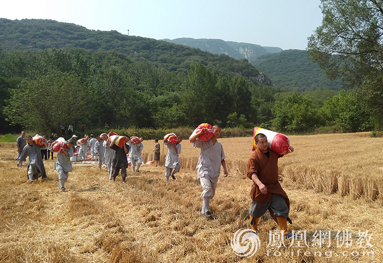 又是一年豐收季,!嵩山少林寺僧眾揮鐮收割小麥