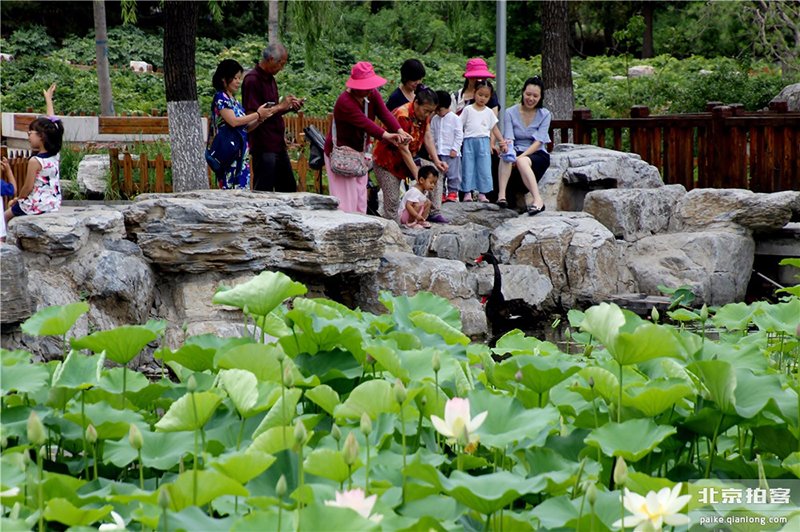 蓮花池公園荷花盛開 夏日京城再添美景