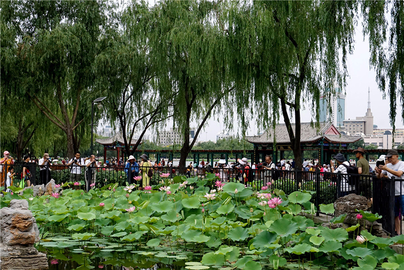 蓮花池公園荷花盛開 夏日京城再添美景
