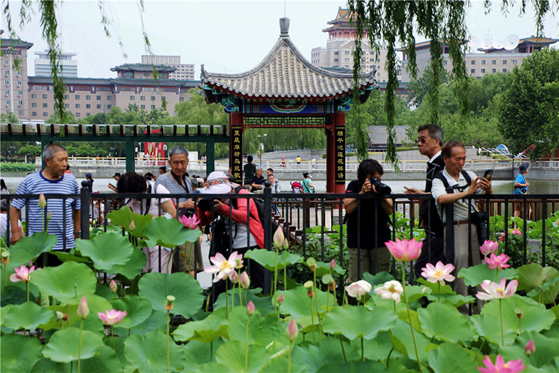 蓮花池公園荷花盛開 夏日京城再添美景