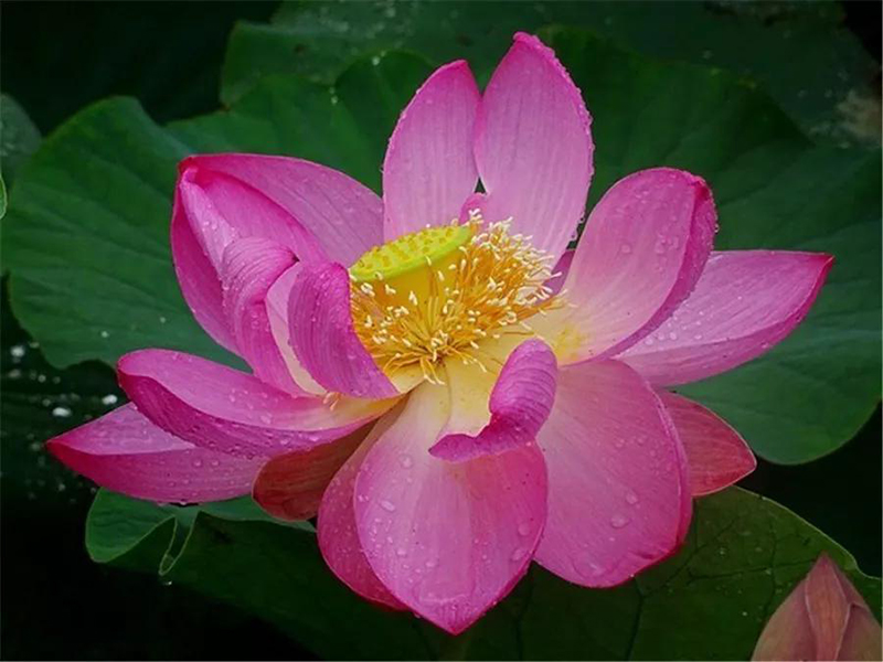 又見荷花別樣紅,，美到陶醉,！