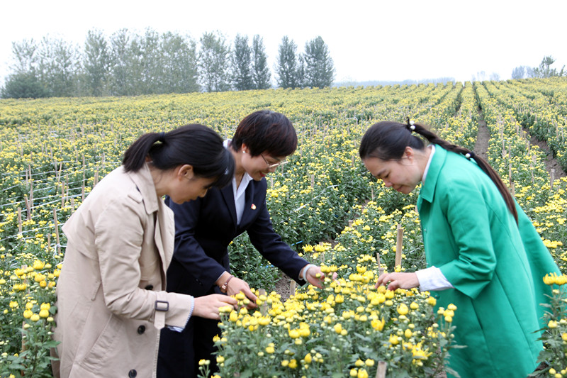 中國(guó)?固鎮(zhèn)2019首屆菊花文化旅游節(jié)10月26日將在固鎮(zhèn)縣濠城鎮(zhèn)盛大開(kāi)幕