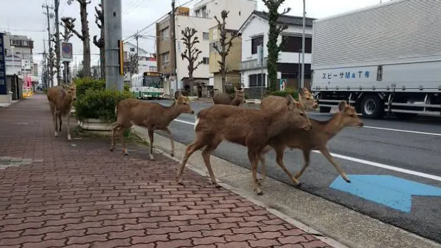 人類居家隔離,，動物們開始走上街頭