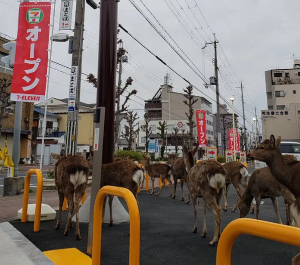 人類居家隔離,，動物們開始走上街頭