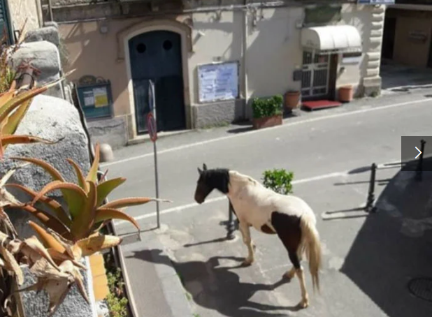 人類居家隔離,，動物們開始走上街頭