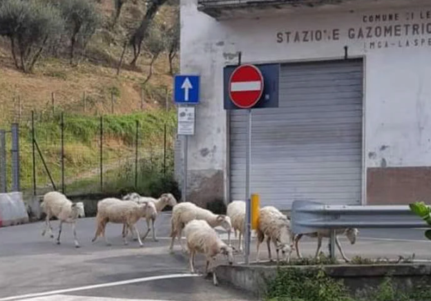 人類居家隔離，動物們開始走上街頭