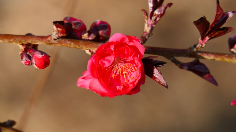 靳新國(guó)攝影: 桃花春色暖先開(kāi),，明媚誰(shuí)人不看來(lái)
