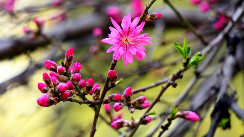 靳新國(guó)攝影: 桃花春色暖先開(kāi),，明媚誰(shuí)人不看來(lái)